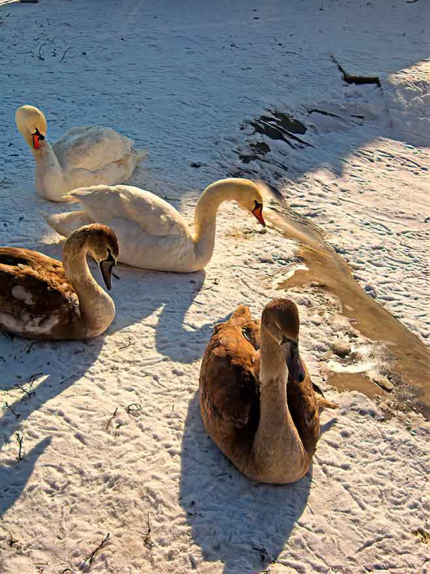 На сегодня, 3 января, синоптики запланировали возвращение зимы в Камышин