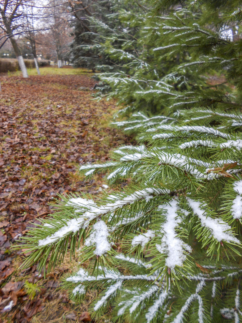 Ветер стихнет к концу дня, мороз укрепится: погода в Камышине 14 декабря