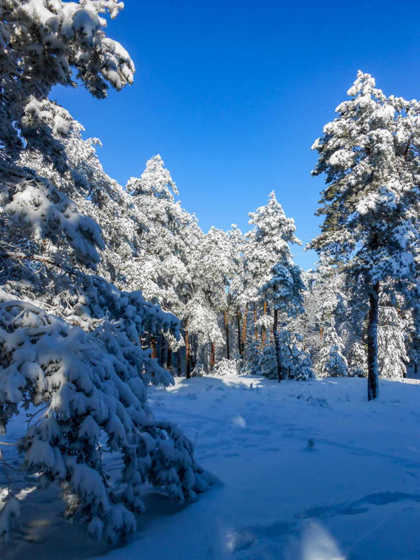 Камышин после снегопада потрясает горожан красотой (ВИДЕО)