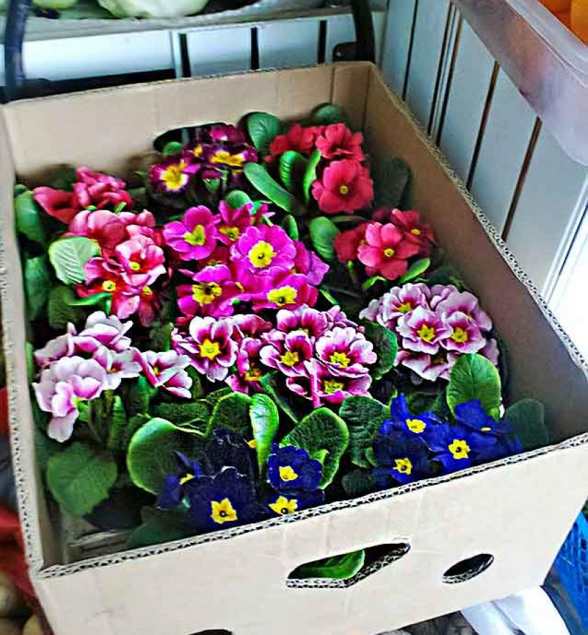  В Камышине 8 марта торговцы цветами не задирали цены и распродали ароматный товар уже к обеду