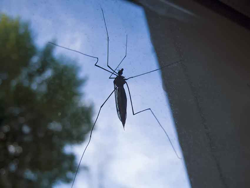 Камышан предостерегли от укусов комаров, разносящих опасных подкожных паразитов