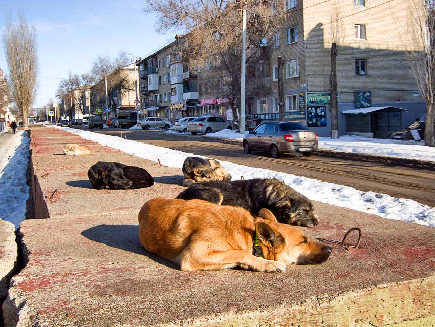 В Камышине начинают весенний отлов 104 бездомных собак, которых в городе в 20 раз больше