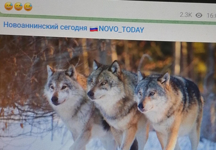 В Волгоградской области волки опять кровожадно «вышли на связь"