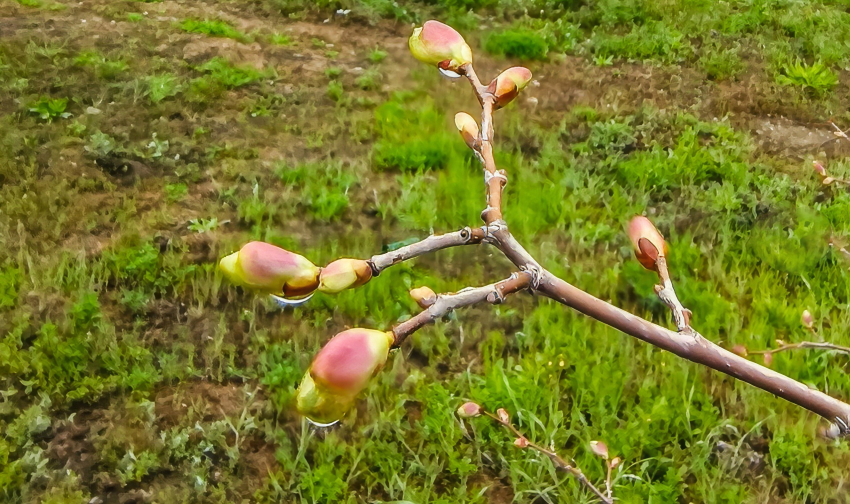 Потеплеет, но дожди не отступят: погода в Камышине на сегодня, 26 апреля