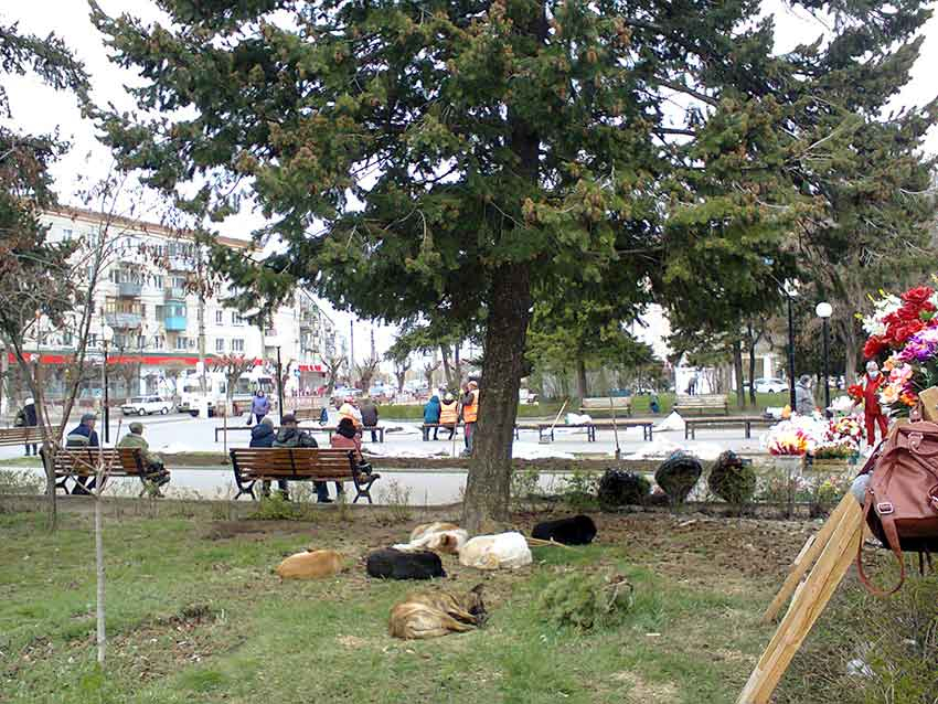 "Мне не по себе, что Камышине рядом с фруктово-овощным рынком у бывшей «Победы»  находится лежбище бродячих собак", - камышанка