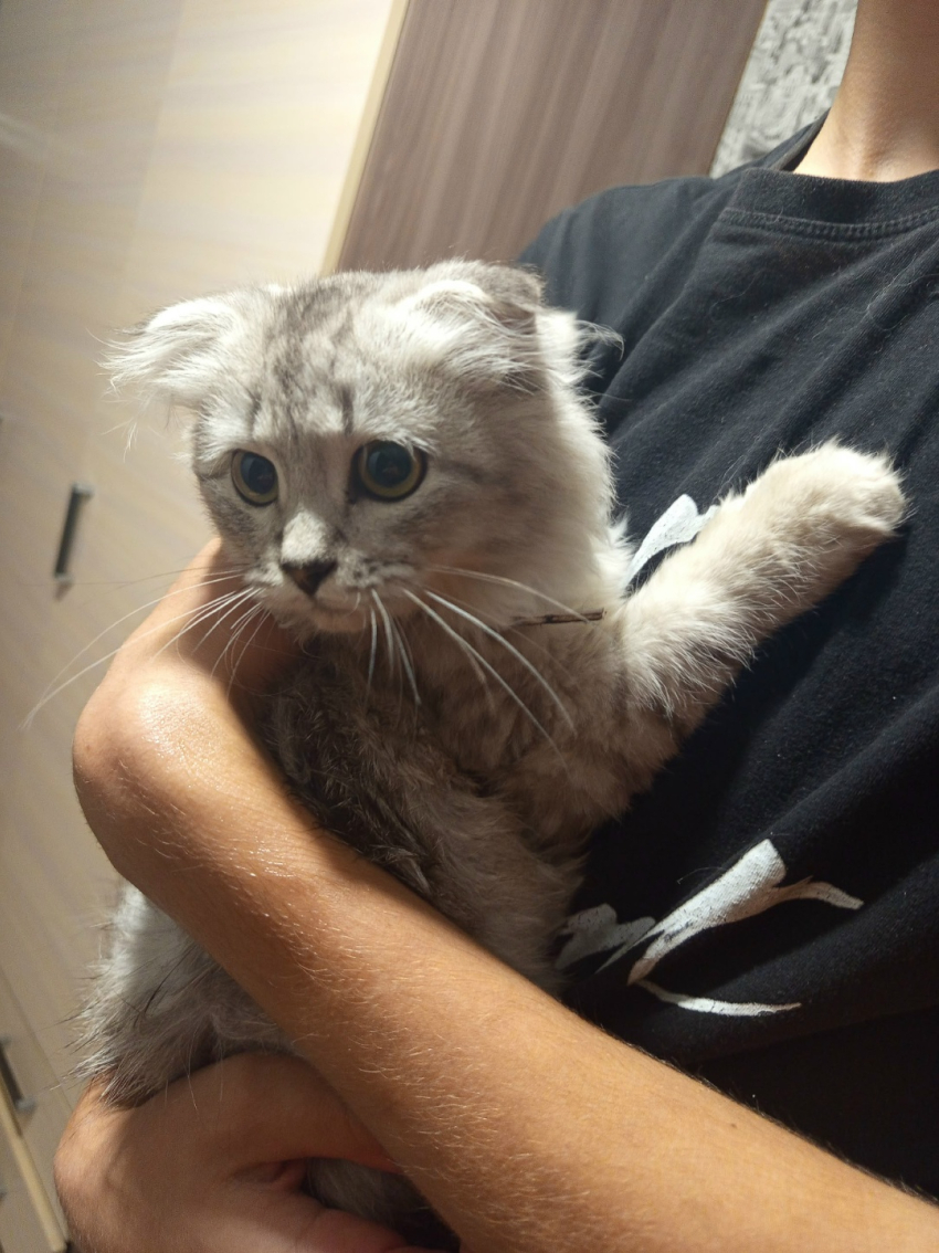 Фото с перепуганным котенком умилило Камышин