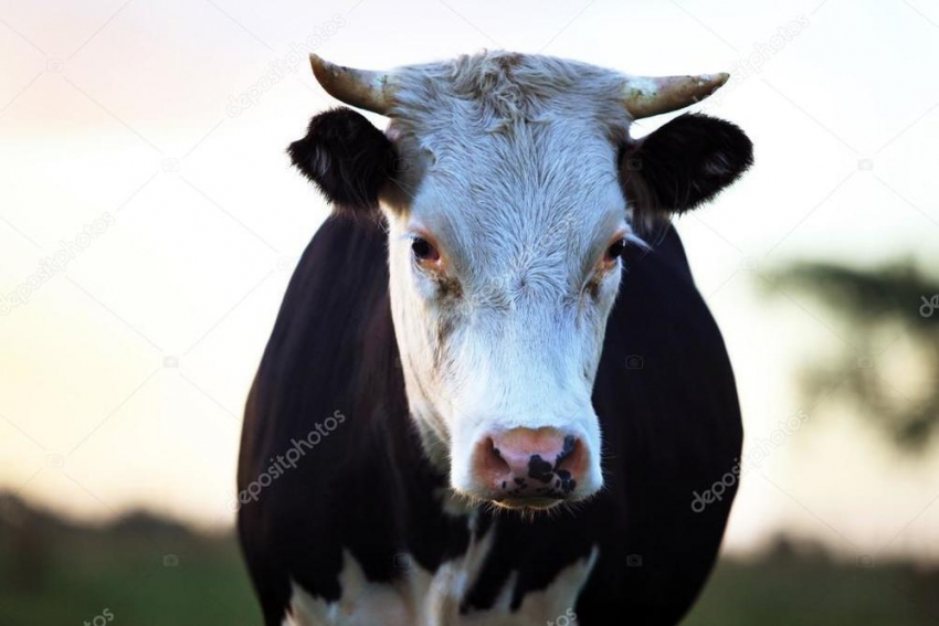 Пенсионер пригнал корову на пастбище, упал рядом с ней и умер