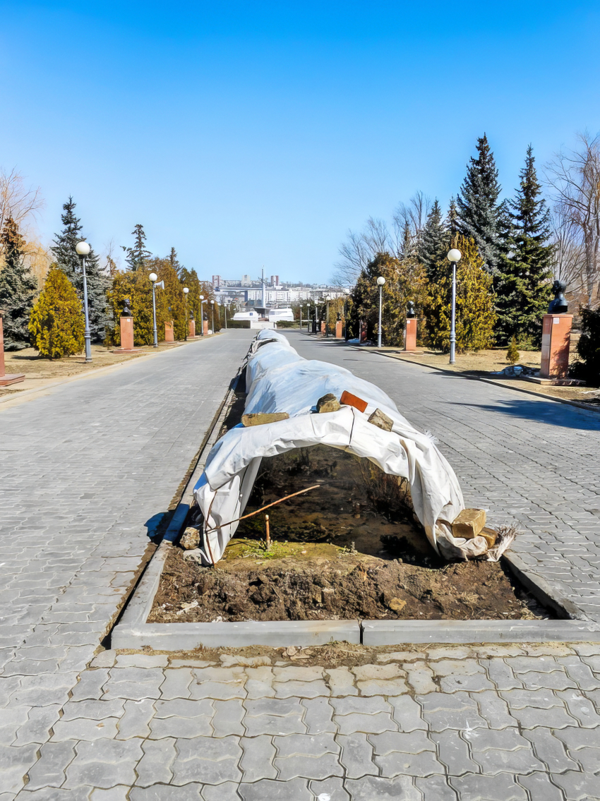 В Камышине начали проветривать зимние укрытия для розариев в парке Победы
