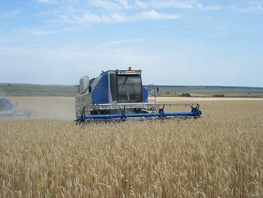 Волгоградские аграрии направили на экспорт более 523 тысяч тонн зерна