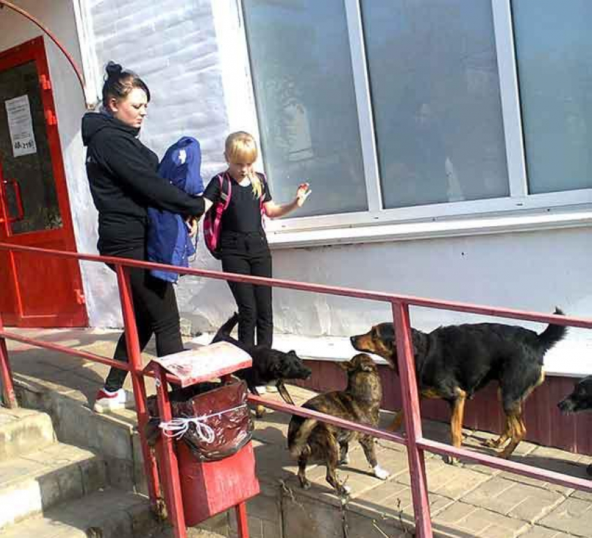 Волгоградская Общественная палата зашла в тупик в вопросе размножения бродячих собак