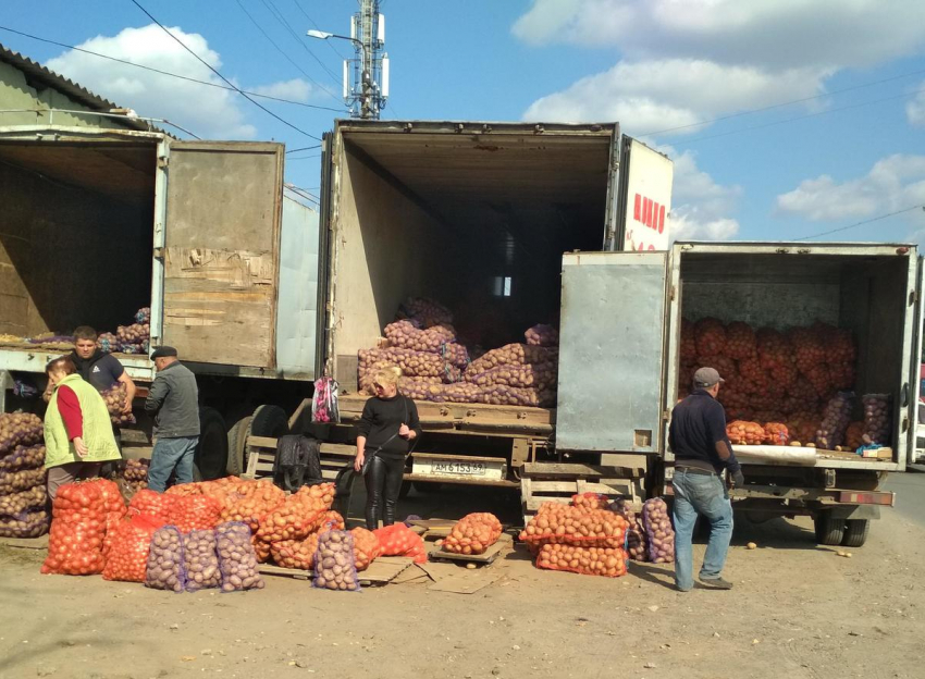В Камышине на сельхозярмарках можно купить картошку вдвое дешевле, чем на рынках