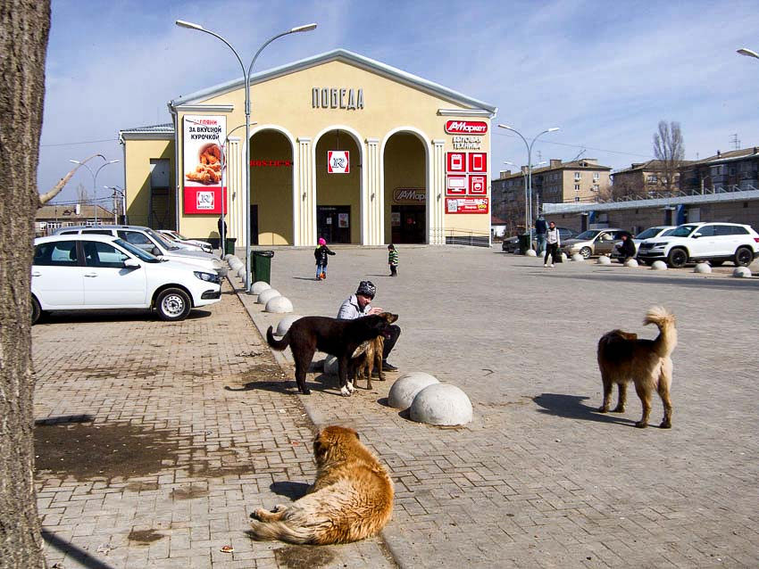 Бездомными собаками в Волгоградской области занялся СК