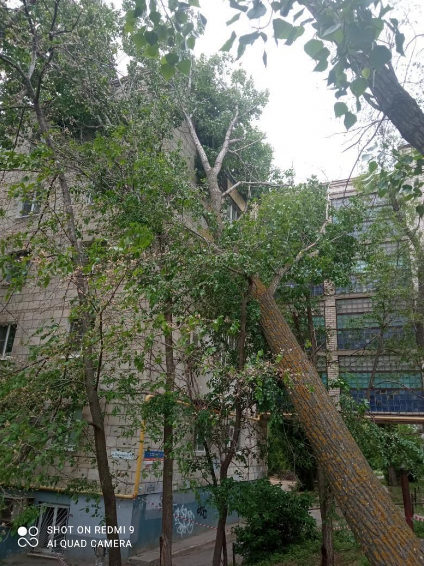 В Волгограде перед грозой, которая завтра ожидается и в Камышине, сильный ветер повалил дерево на пятиэтажку