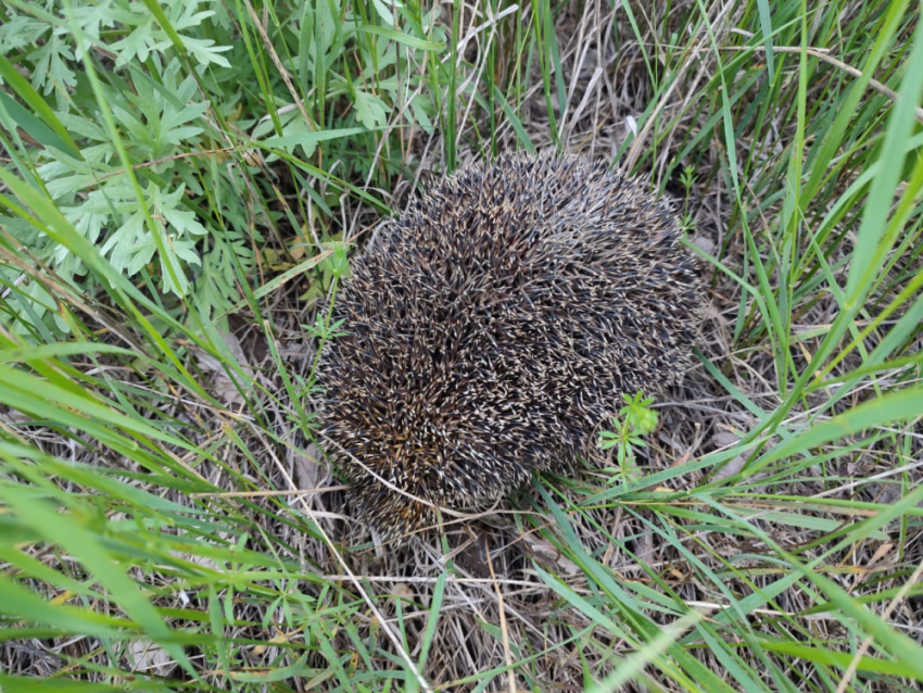 Как в Волгоградской области еж «перевернул» на трассе «Форд"