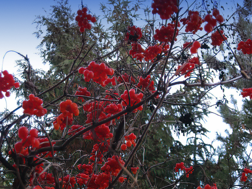 "Плюс» и мелкий дождь: погода в Камышине 12 декабря