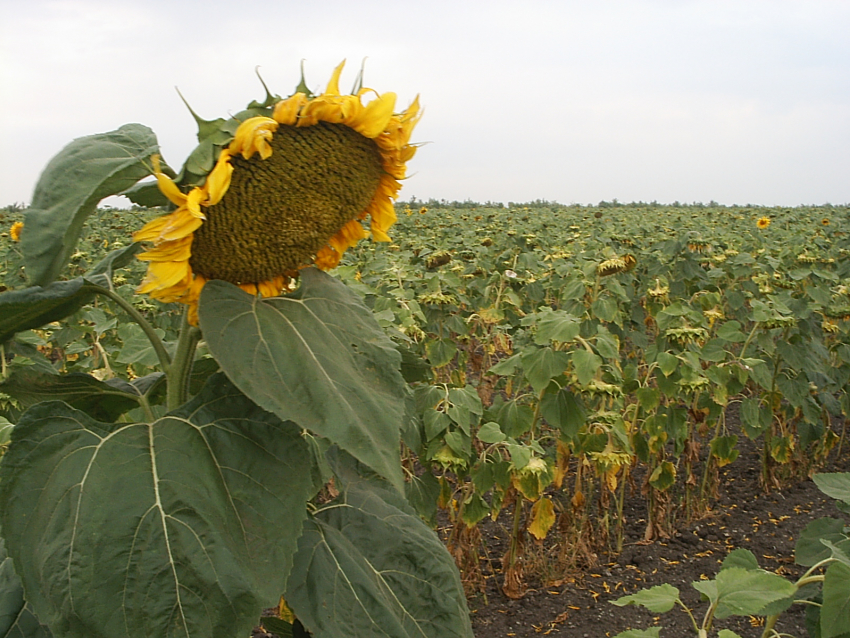 В Камышинском районе увеличивается поголовье КРС, урожаи зерновых и клин подсолнечника