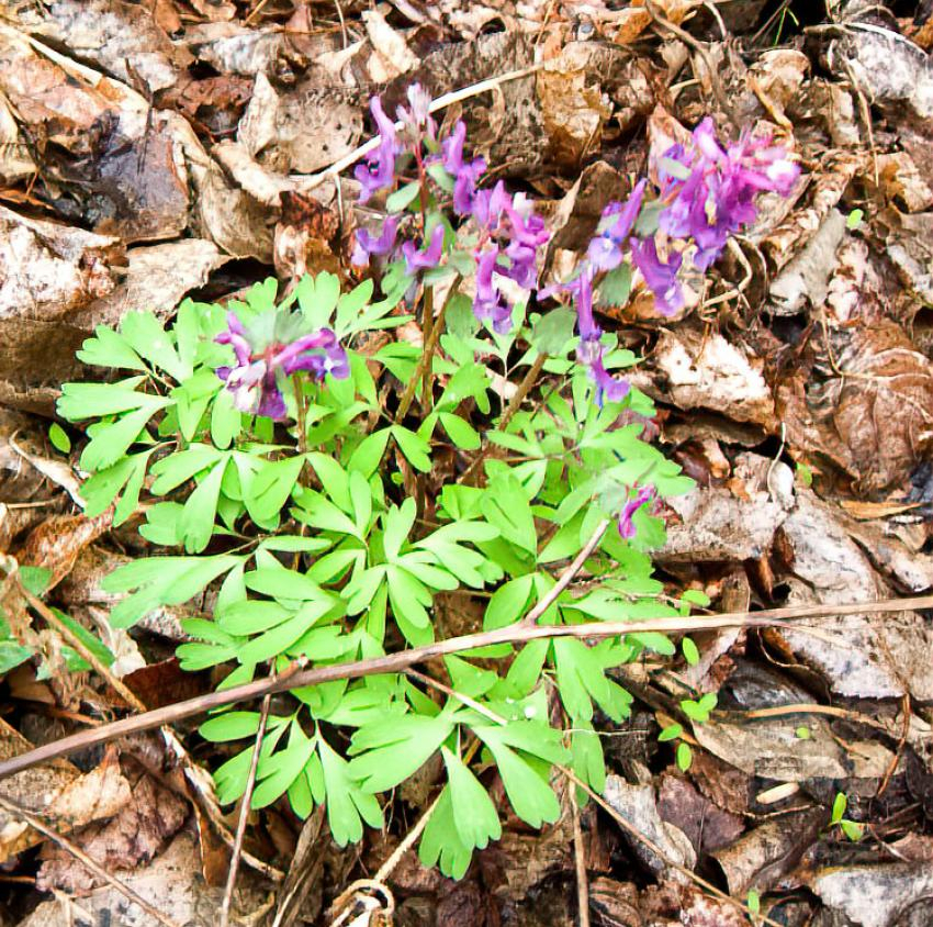 Резкий погодный скачок произойдет в Камышине после сегодняшнего, 24 марта, дождя