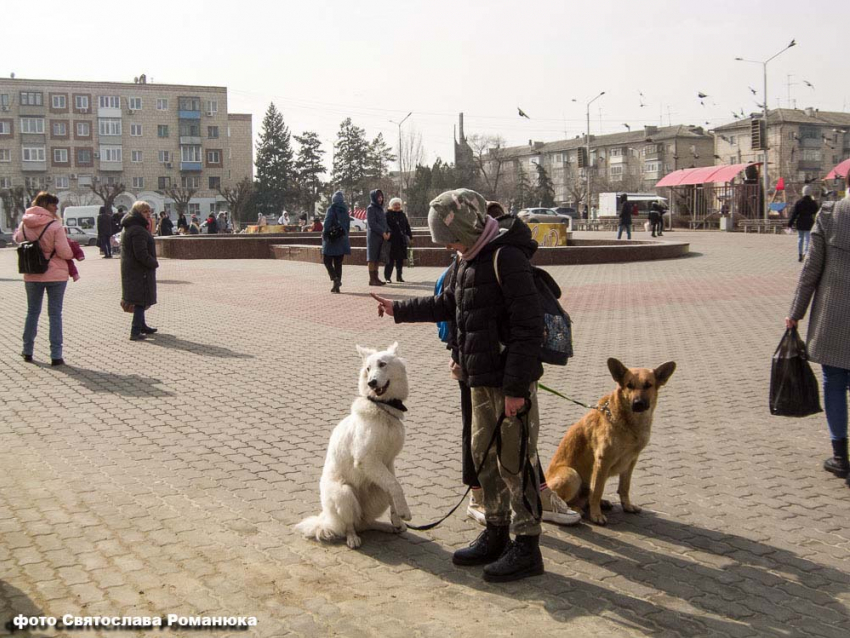 Жителей Волгоградской области будут наказывать за плохое содержание домашних животных
