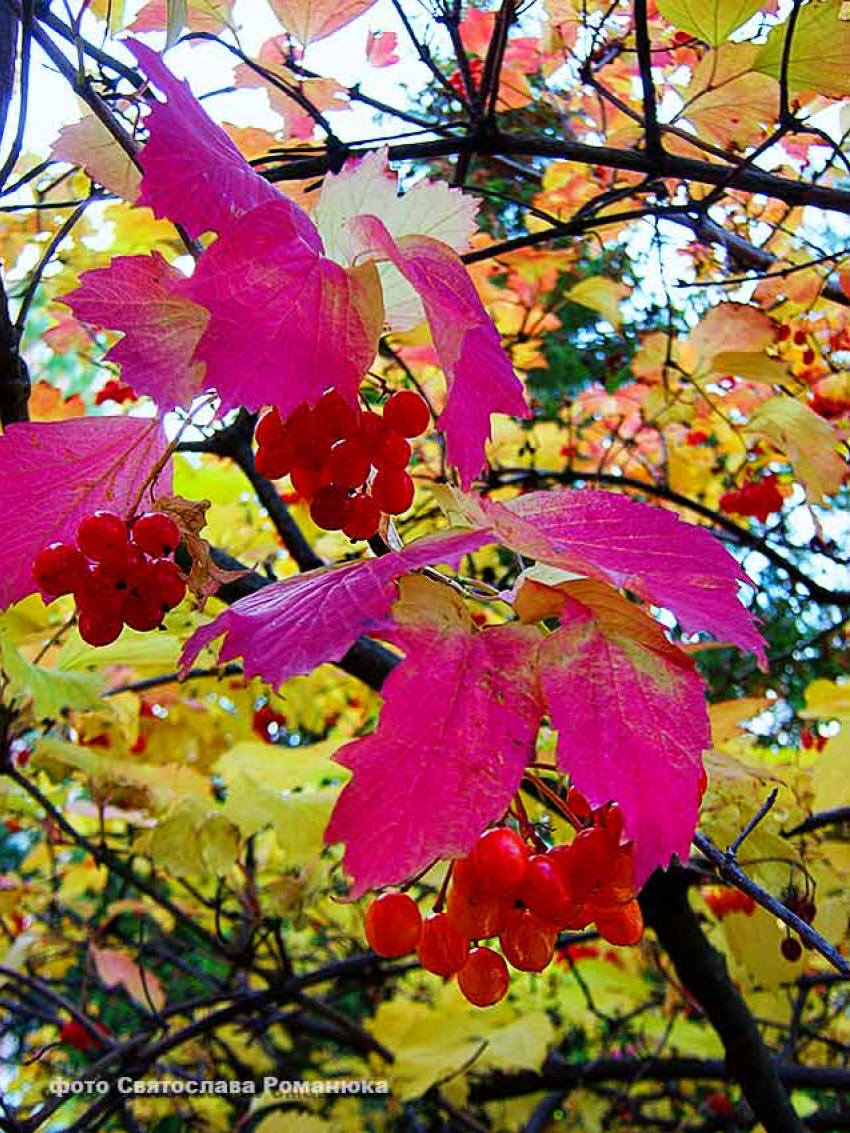 В Камышин мимолетно заглянуло «третье» бабье лето