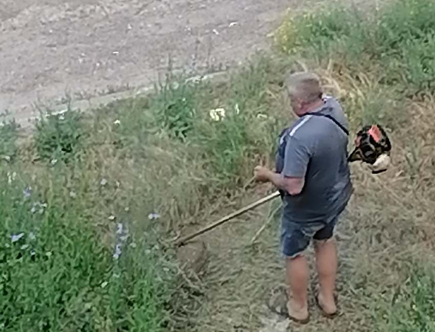 В Камышине начался «сенокос"