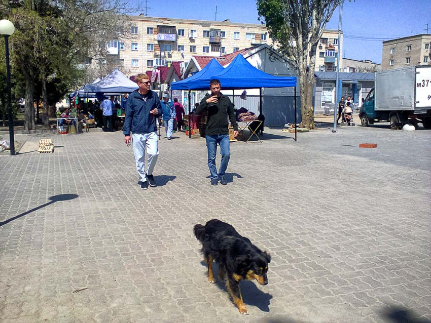 В Волгограде уже собираются строить приют для бродячих собак, а в Камышине они так и будут пугать людей? - камышанка