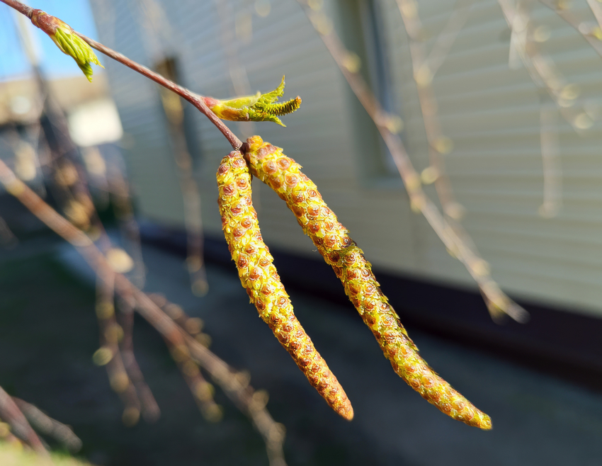 В Камышине сегодня, 8 апреля, весь день будет идти дождь