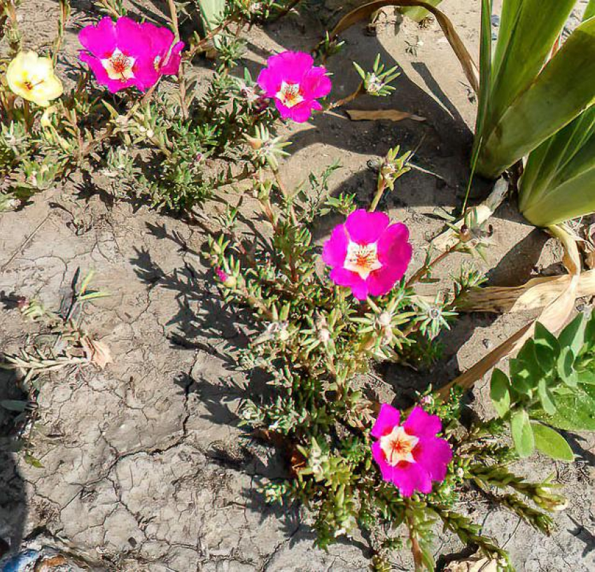 Духота и мимолетный дождь: погода в Камышине 2 августа