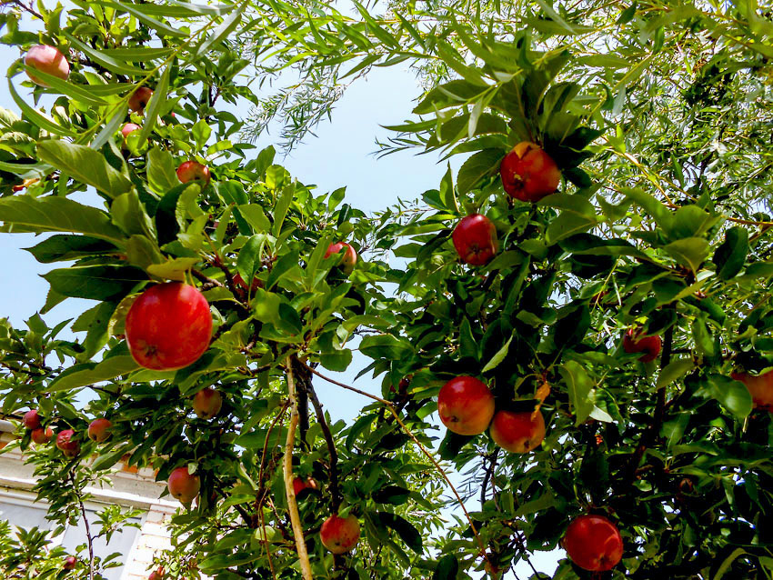 Солнечно и по-летнему тепло: погода в Камышине 7 сентября