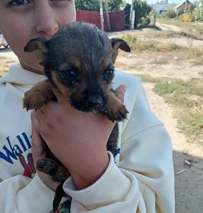 Сердобольные камышане пристраивают несчастных крошечных щенков с мусорки