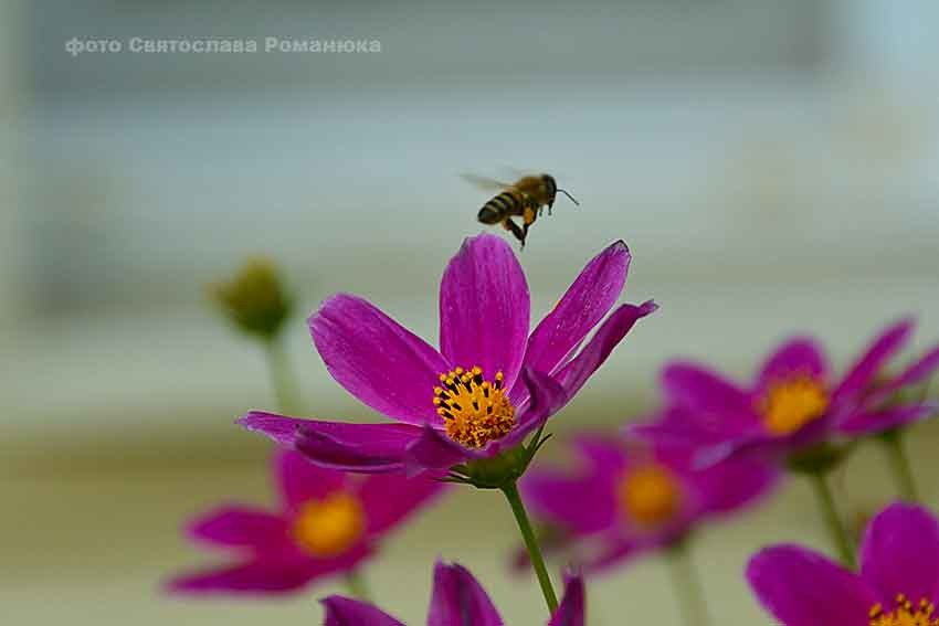 Известный волгоградский фермер объяснил массовую гибель пчел