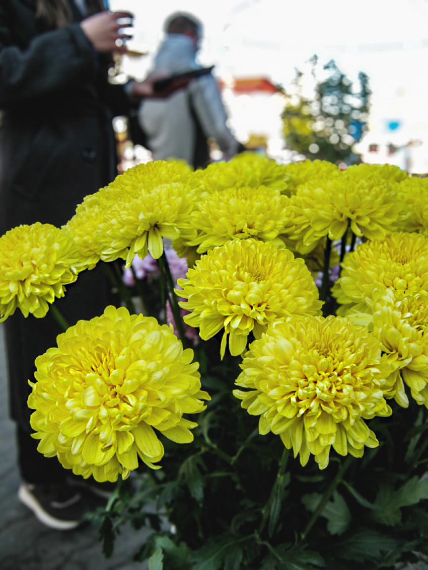 В Камышине садоводы и продавцы цветов устроили свой «бал хризантем» на улице Пролетарской 