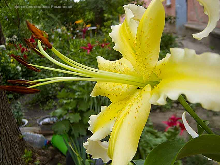 Администрация Камышина расщедрилась на премии за лучшие цветники и газоны в городских дворах