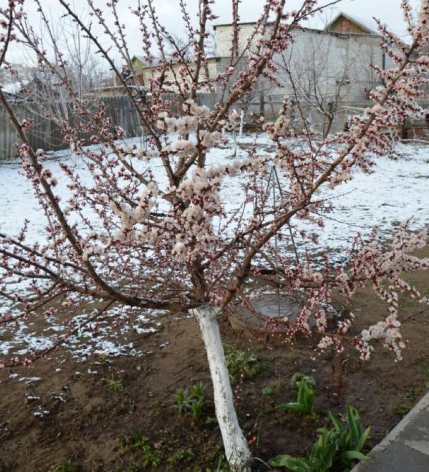 Под Камышином неожиданный снег засыпал раннецветущие абрикосы, ждать ли новых заморозков?