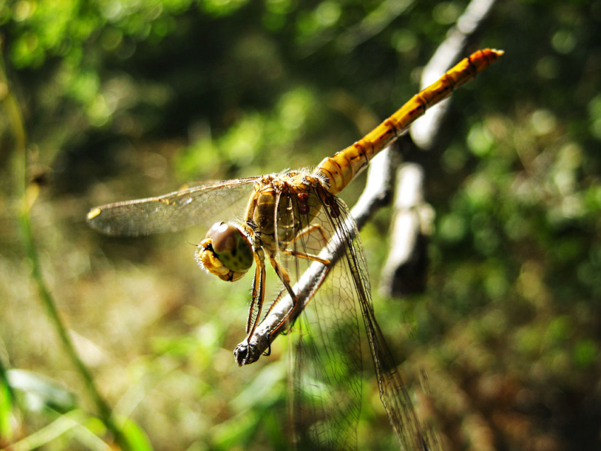 Комфортную солнечную погоду гарантируют синоптики камышанам в последнюю неделю лета
