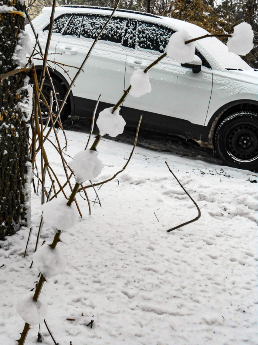 Камышин присыплет снегом сегодня, 8 февраля
