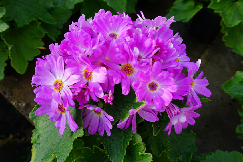 На очаровательную выставку летних цветов камышан приглашают в Волжский