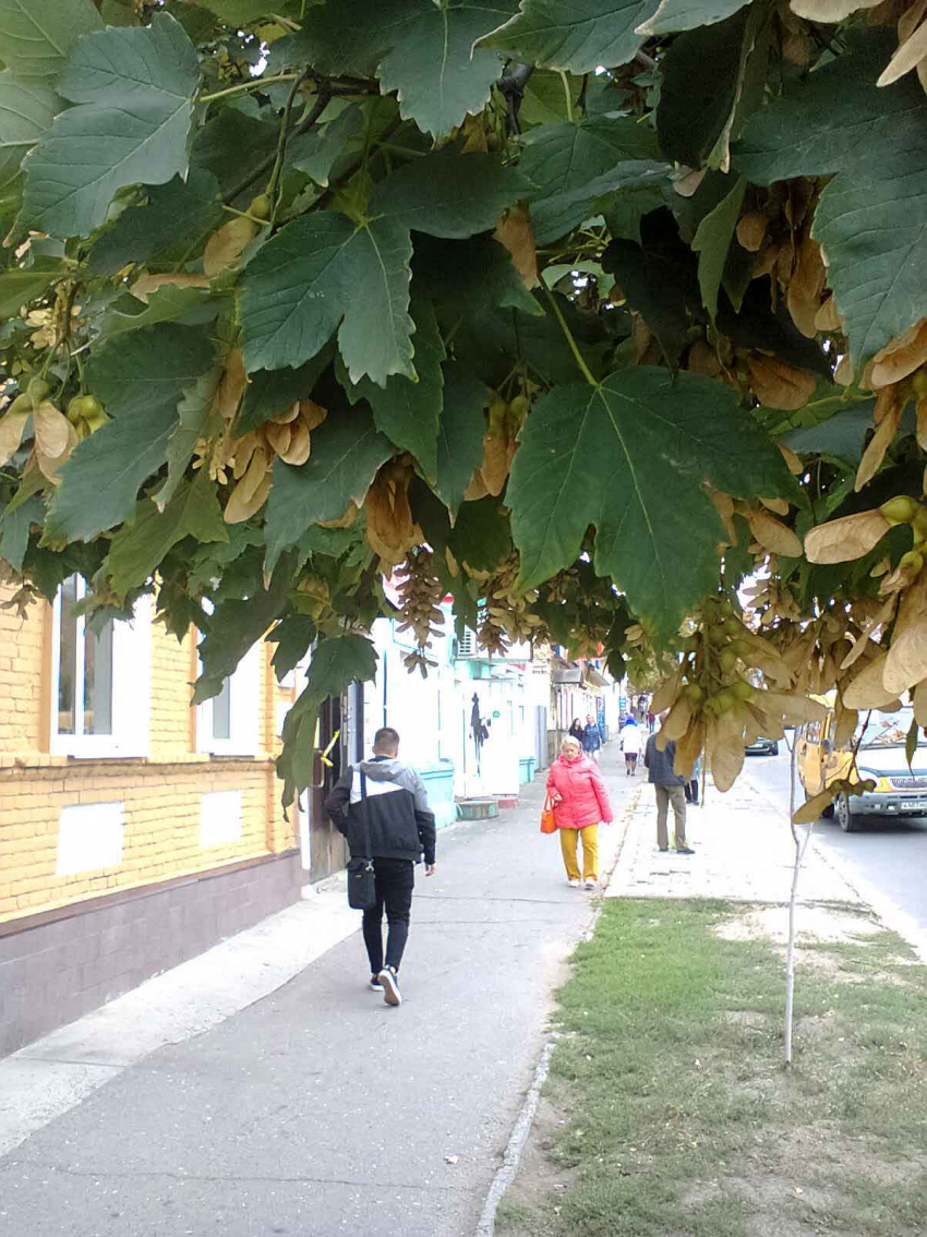 В Камышине 21 сентября зафиксирован рекордный всплеск коронавируса