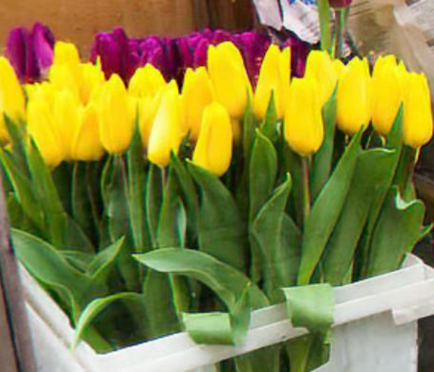 В Камышине за 5 дней до 8 Марта продавцы просят 250 рублей за 1 тюльпан
