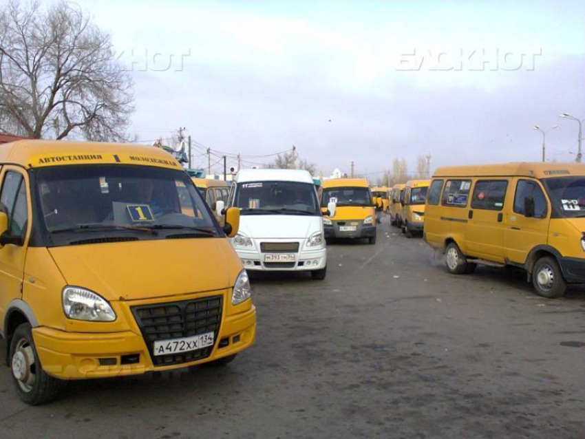 В Камышине  Госавтоинспекция проверяет маршрутчиков  