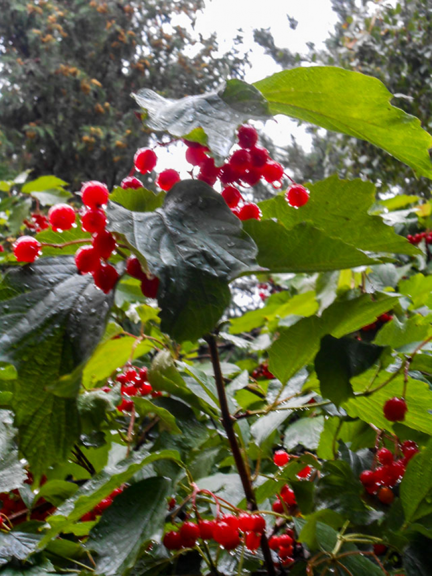 Дождливая, но не холодная суббота пришла в Камышин 11 октября