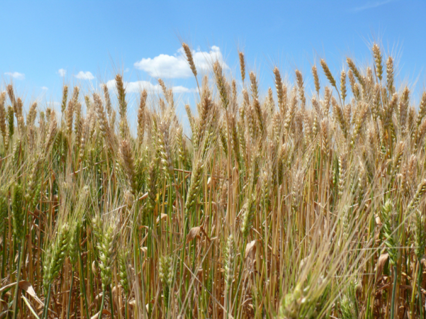 В Камышинском районе намолотили первую тысячу тонн зерна