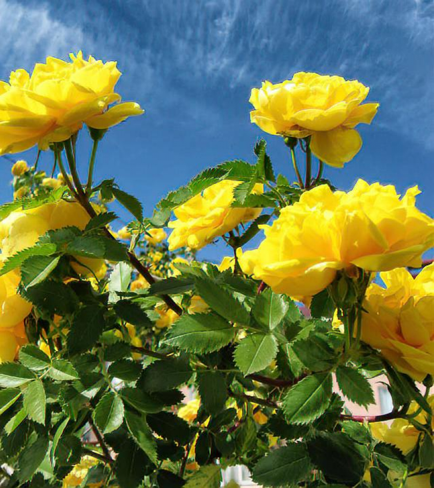 Жара и «ультрафиолет» будут нарастать в Камышине: погодная повестка на 26 мая