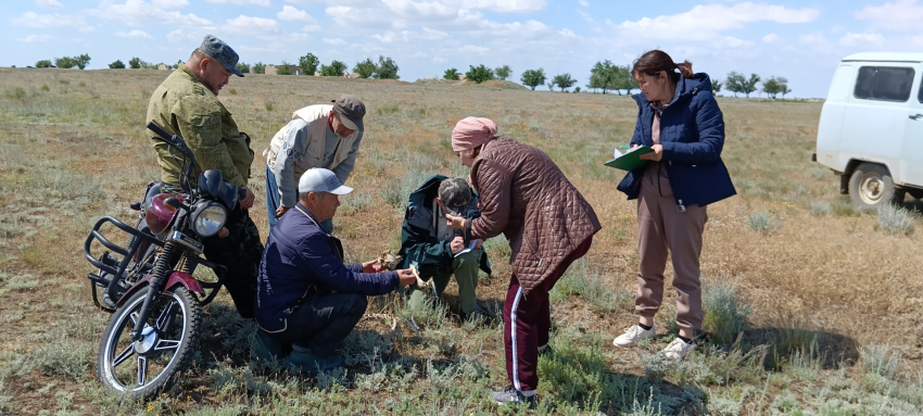 Специалисты отправились «проведать» сайгаков в Заволжье