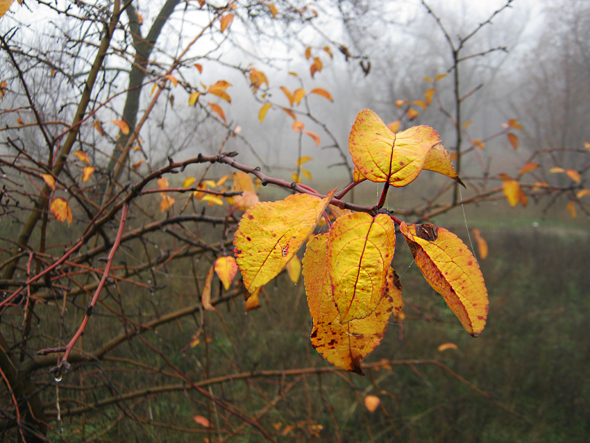 Туман и плюсовые температуры: погода в Камышине в воскресенье 23 ноября