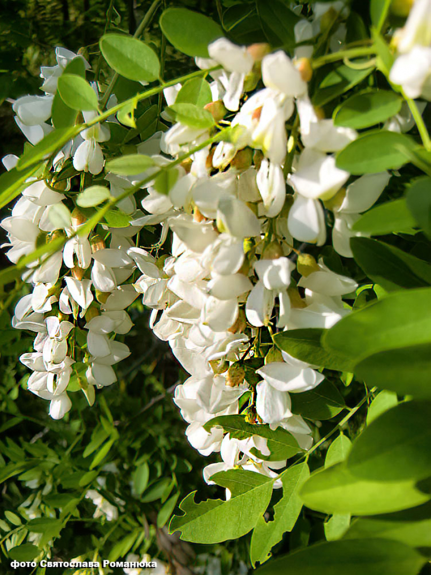 Синоптики сообщили, что столбики термометров 24 мая перешагнут отметку в 30 градусов в Камышине