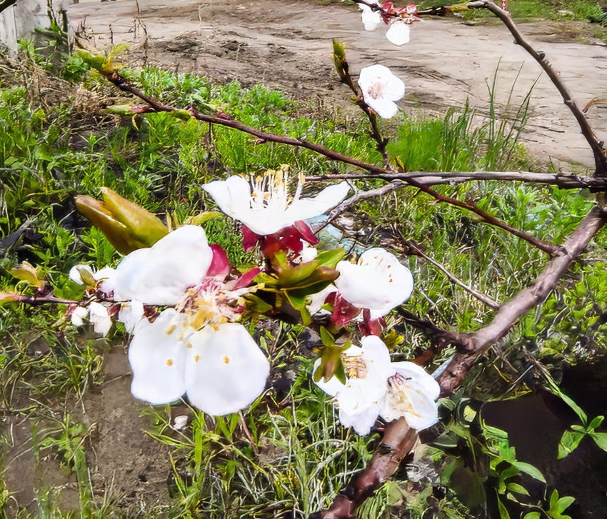 В Камышине 1 мая горожан пригласят сразу 2 парка, салюта не будет