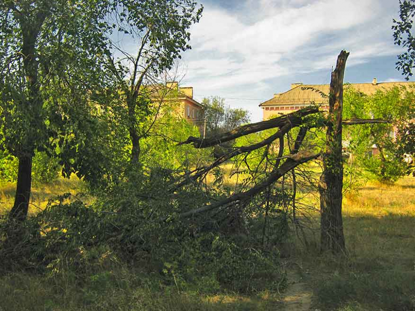 В Камышине прошедший шторм изуродовал парк Текстильщиков, переломав в нем деревья