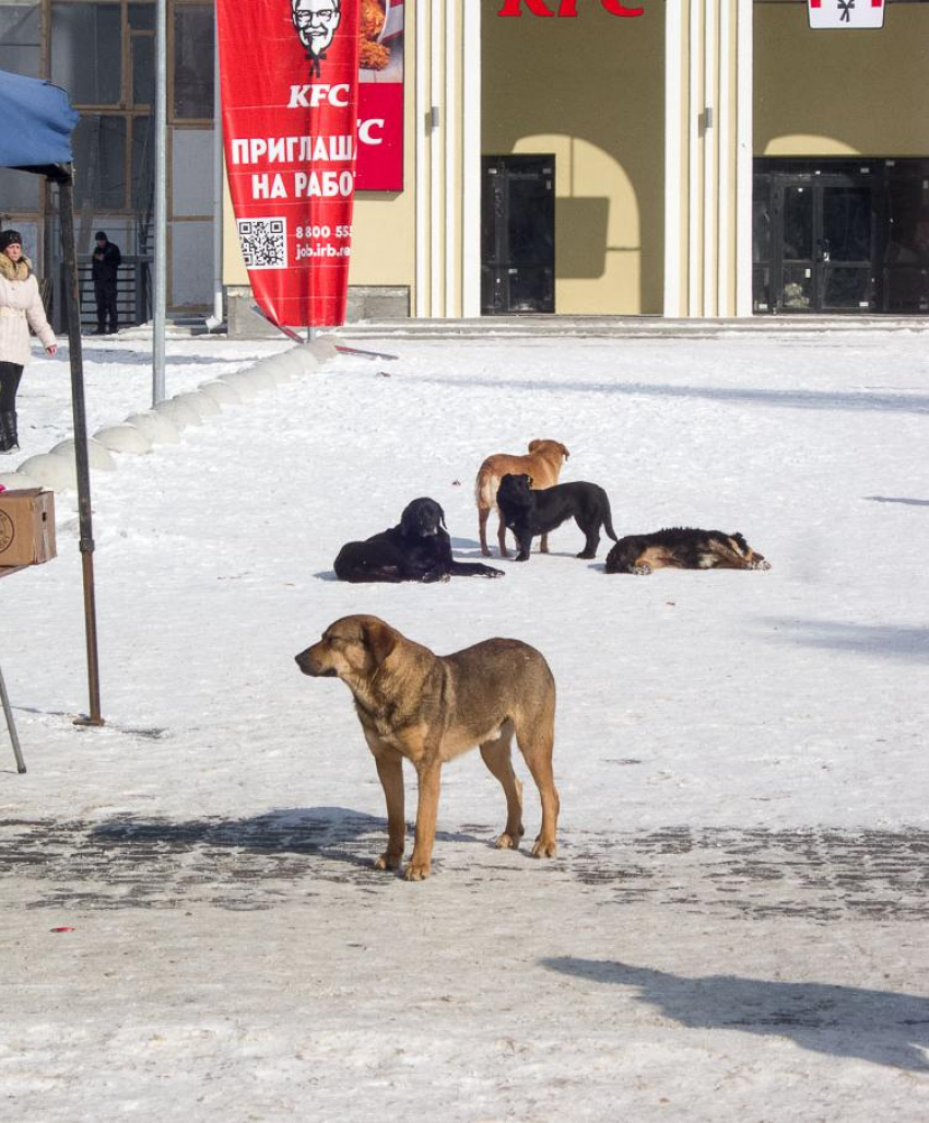 Роспотребнадзор потребовал от муниципальных чиновников отрегулировать число бездомных собак в городах Волгоградской области
