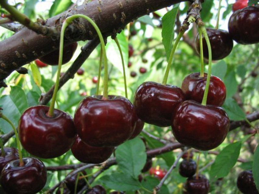 В Камышине вынесен приговор «фруктовым» ворам