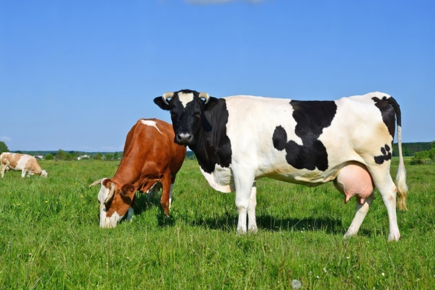 Камышинский муниципальный район обещает напоить досыта город Камышин молоком от пяти тысяч коров